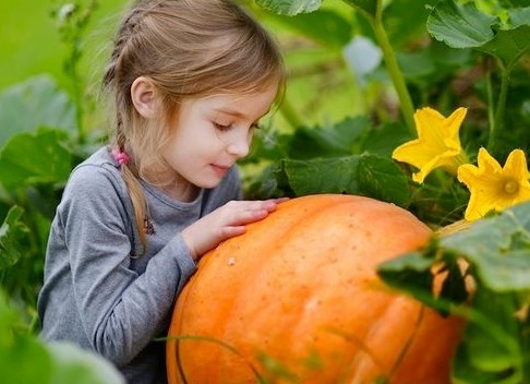 Тыква: полезный великан