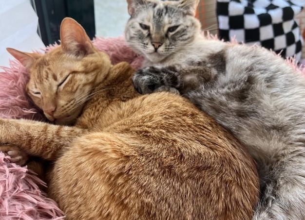 Как потерять вес, не теряя аппетита – 2