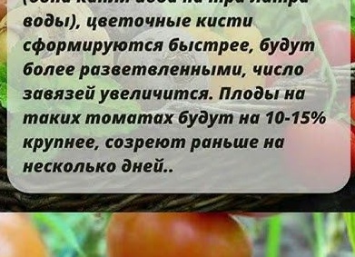 Помидоры, полезные советы