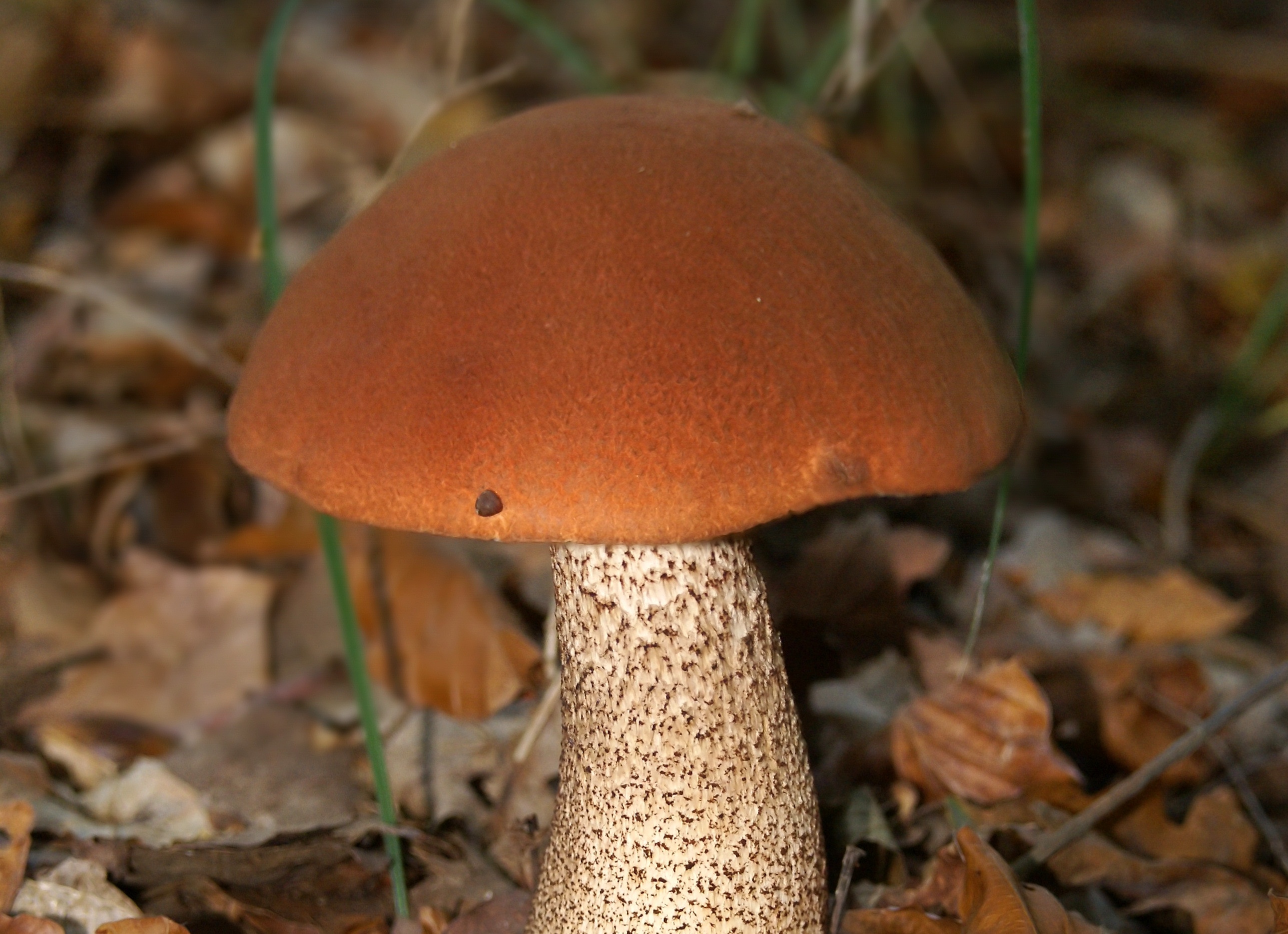 Подосиновик