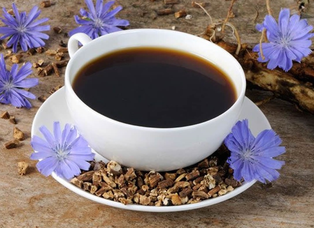 Цикорий вместо кофе: польза, вред и свойства для здоровья