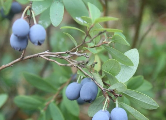 Голубика: лесная ягода