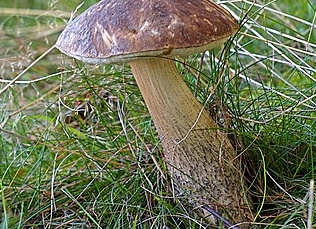 Подберёзовик